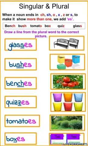 Singular & Plural - Adding 'es'