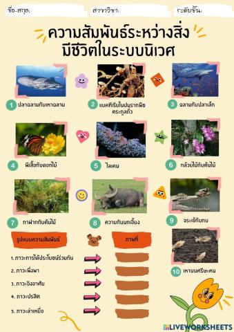 แบบฝึกหัดความสัมพันธ์ของสิ่งมีชีวิตในระบบนิเวศ