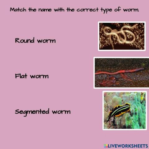 Worm Match Up