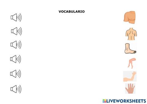 Vocabulario cuerpo