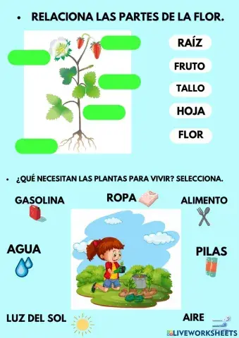 Ejercicios Plantas