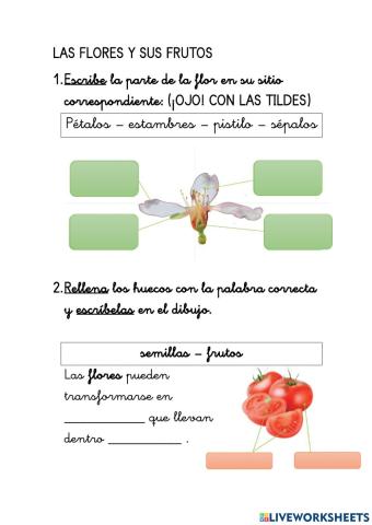 Las flores y sus frutos