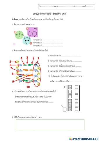 โครงสร้าง dna