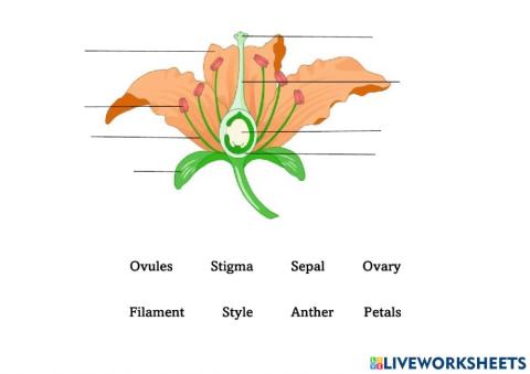 Parts Of The Flower