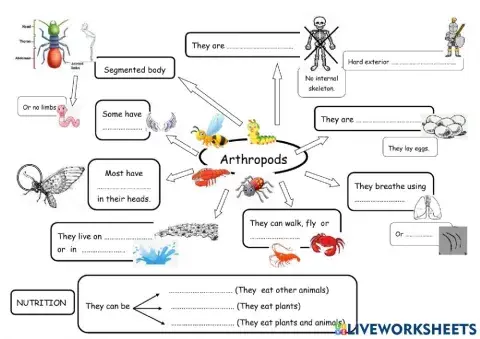 Arthropods 3