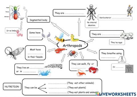 Arthropods 3