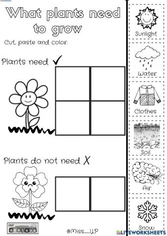 What plants need to grow