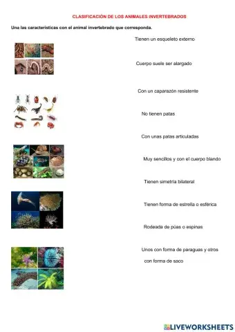 Clasificacion y caracteristicas de los animales invertebrados