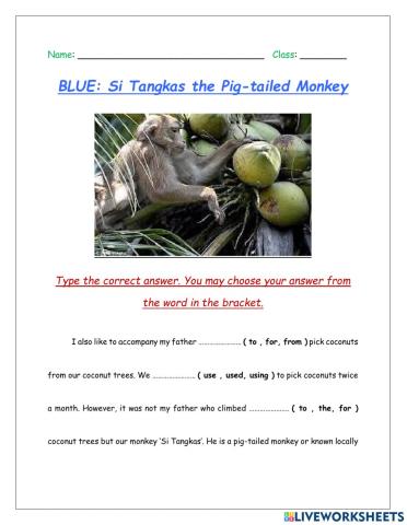 Si Tangkas the Pig-Tailed Monkey (BLUE)