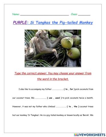 Si Tangkas the Pig-Tailed Monkey (PURPLE)