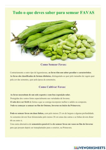 Plantio de Favas