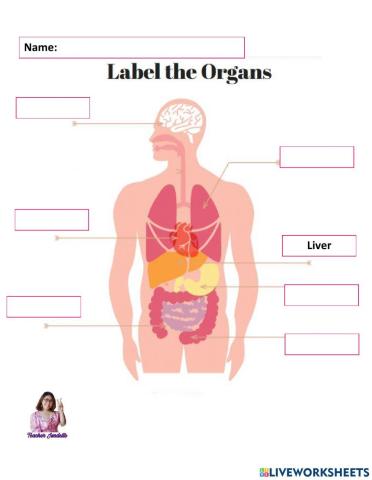 Internal Body Organ
