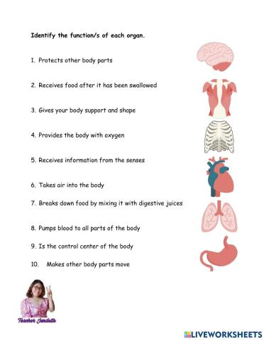 Functions of Internal Body Organs