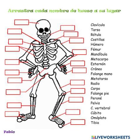 Huesos del cuerpo humano Fabio