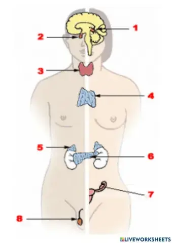 Partes sistema endocrino