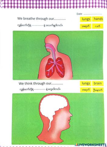 Lung and Brain