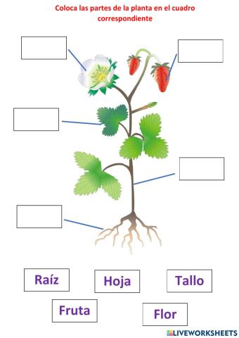 Partes de la planta