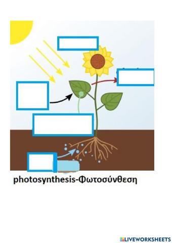 Photosynthesis