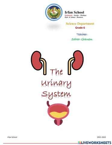 The Urinary System