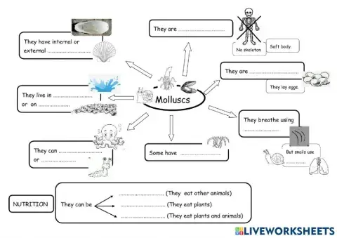 Molluscs characteristics