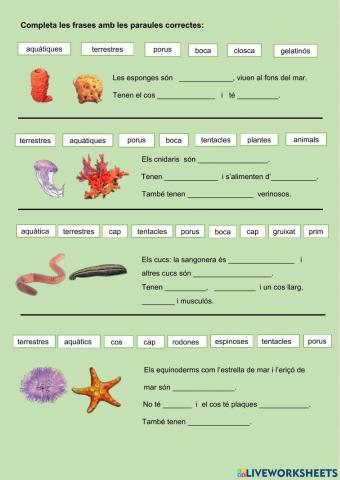 Característiques animals invertebrats