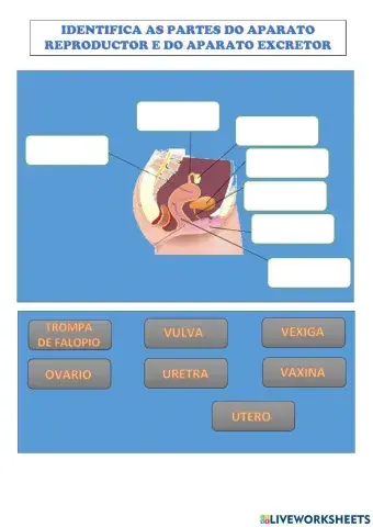 Identifica as partes do aparello reproductor e excretor