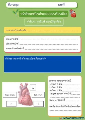 ใบงาน เรื่อง หน้าที่ของอวัยวะในระบบหมุนเวียนเลือด