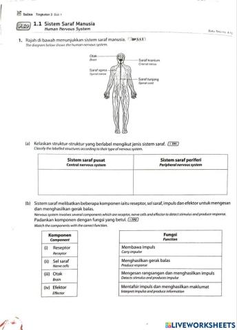 Bab 1.1 Sistem Saraf Manusia (Sains T3)