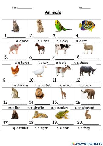 Animal vocab