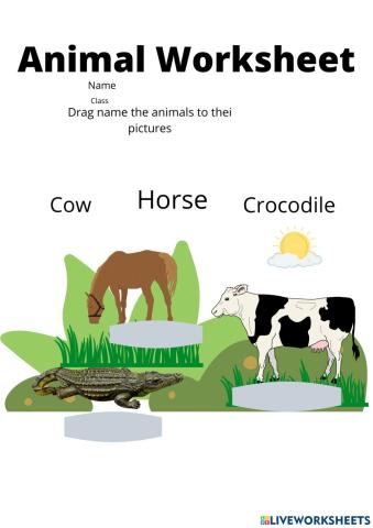 Animal worksheet