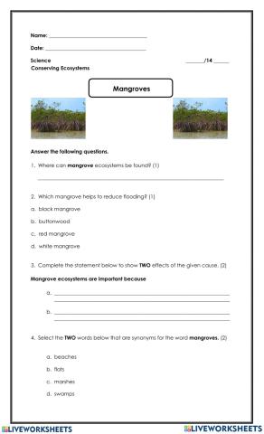 Ecosystem Mangroves