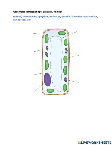 Parts of a plant cell