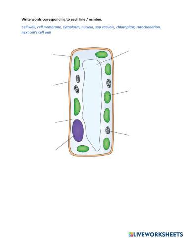 Parts of a plant cell
