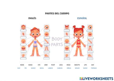 Partes del cuerpo en español e inglés