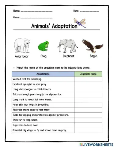 Animals Adaptations