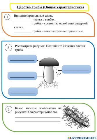 Общая характеристика грибов
