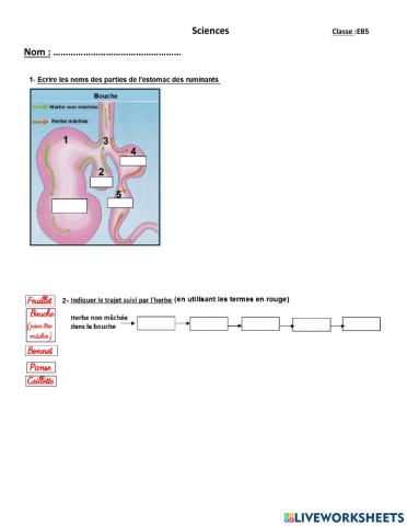 Estomac des ruminants