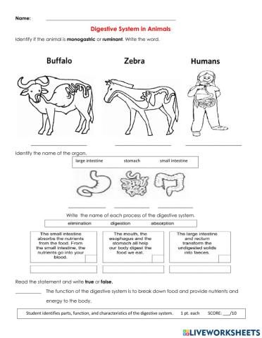 Digestive system in animals