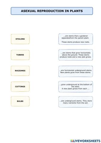 Asexual reproduction in plants
