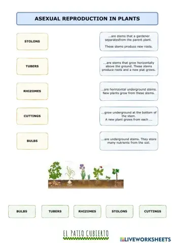 Asexual reproduction in plants