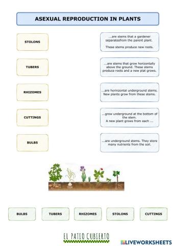 Asexual reproduction in plants