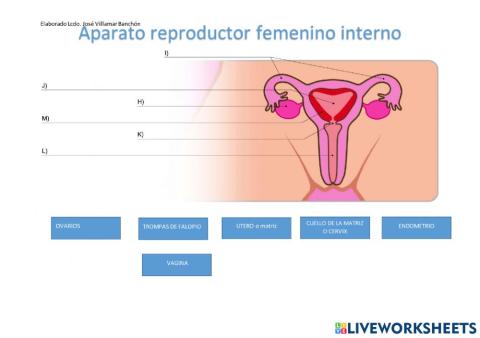 Aparato reproductor interno femenino