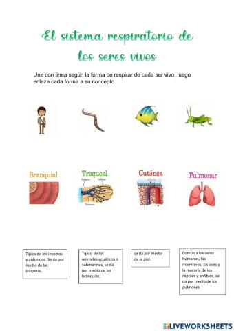 El sistema respiratorio