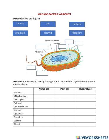 Viruses and bacteria