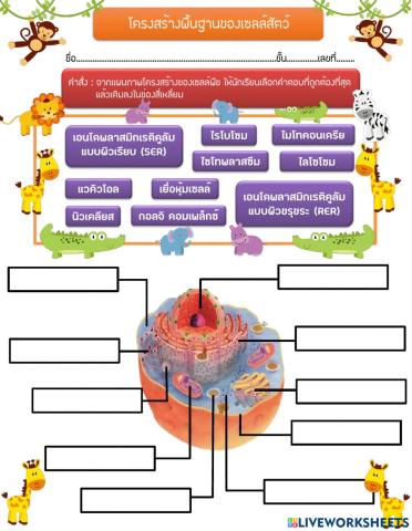 โครงสร้างพื้นฐานของเซลล์สัตว์ ระดับชั้นมัธยมศึกษาปีที่ 1
