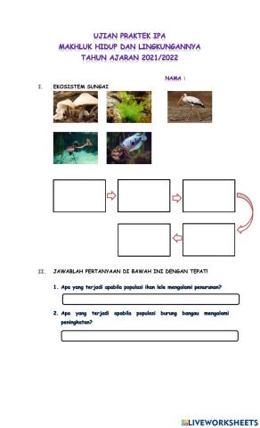 Rantai Makanan di Sungai