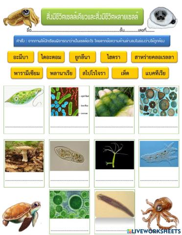 สิ่งมีชีวิตเซลล์เดียวและสิ่งมีชีวิตหลายเซลล์
