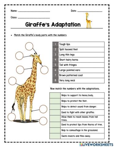 Giraffe's Adaptations