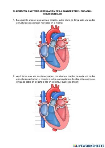 Anatomía y fisiología del corazón. Ciclo cardíaco