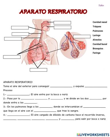Aparato respiratorio fabio